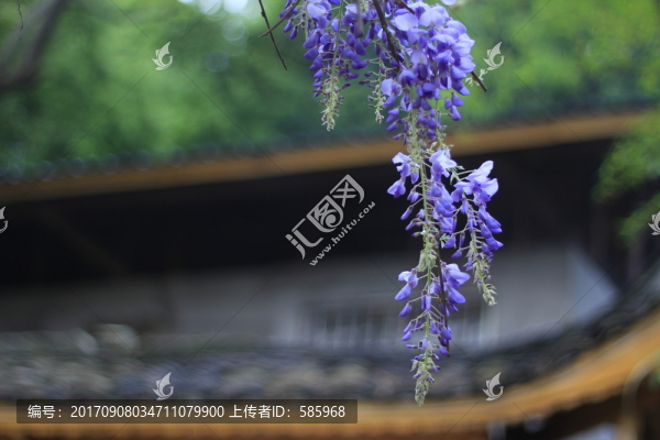 紫藤花