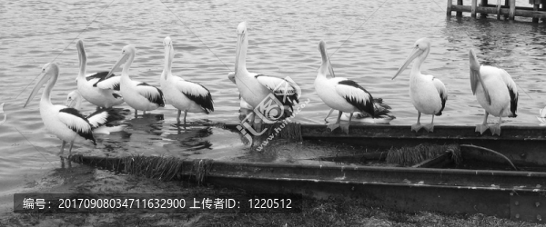 鳥