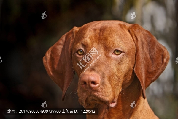 匈牙利維茲拉犬
