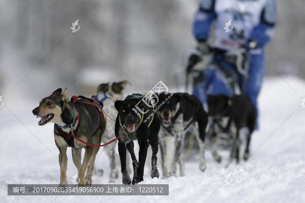 阿拉斯加雪橇犬隊