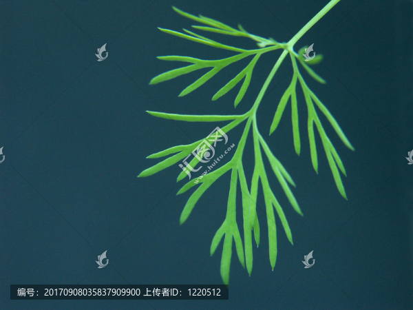 蒔蘿葉