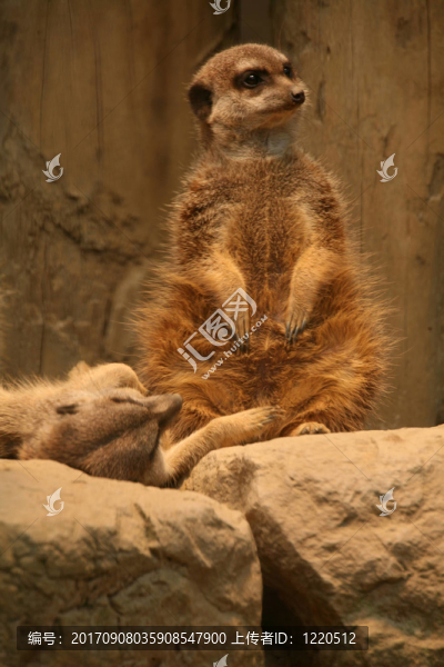 哺乳動物