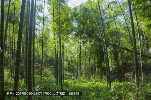 竹林