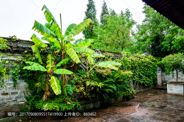 雨后庭院,庭院綠色,香蕉樹(shù)