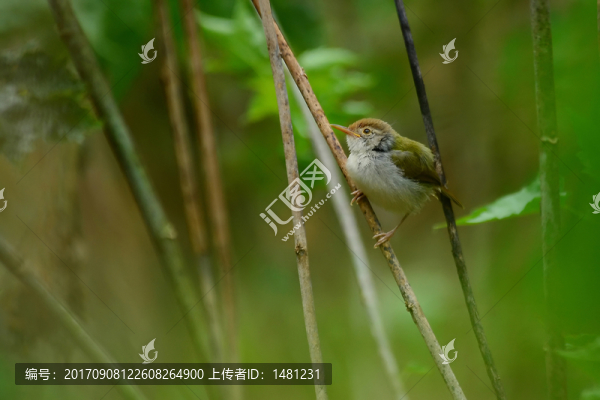 長(zhǎng)尾縫葉鶯
