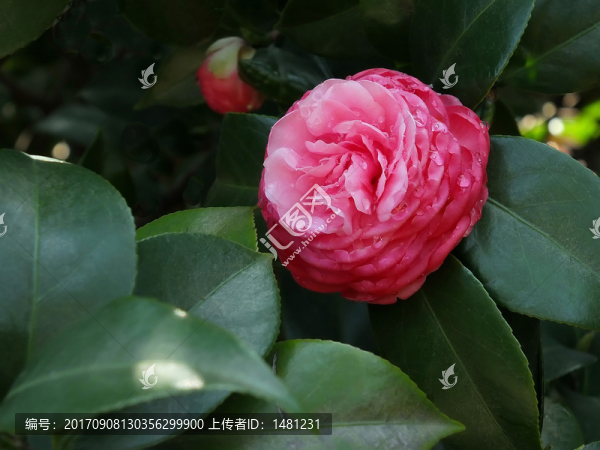 紅茶花
