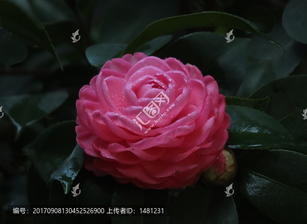 紅山茶