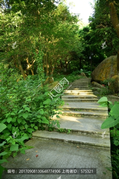 叢林山路