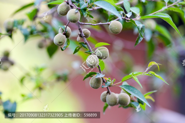 樹(shù)上桃子