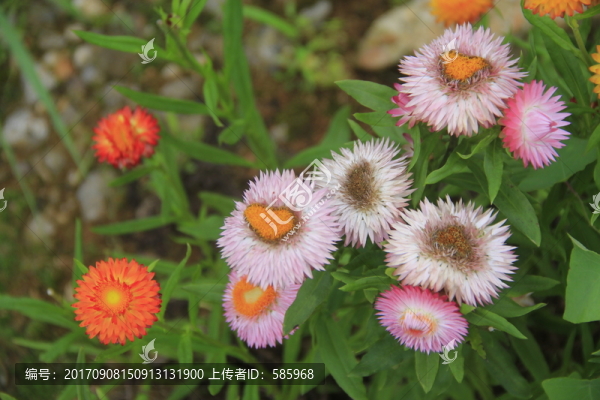 麥稈菊