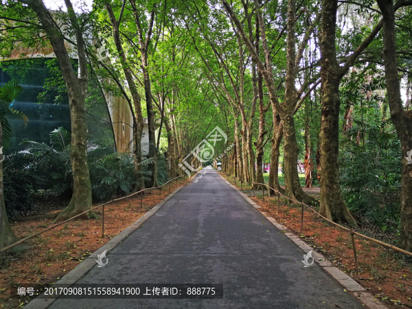 樹蔭中的筆直道路
