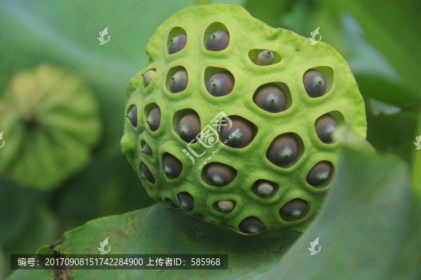 蓮蓬