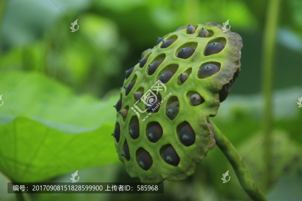 蓮蓬