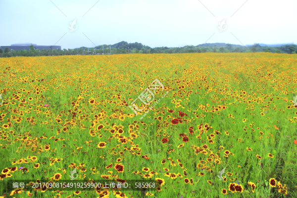 金錢(qián)菊蛇目菊花海