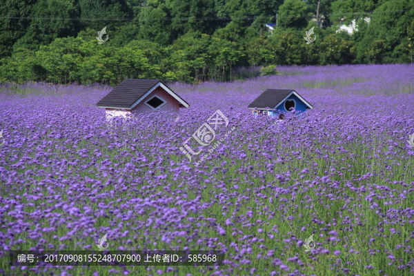 紫色馬鞭草花海