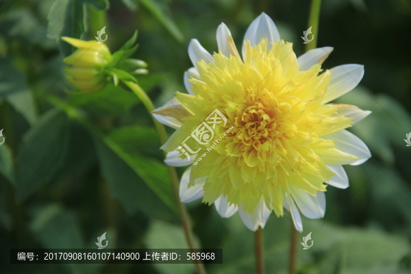 大麗花天竺牡丹