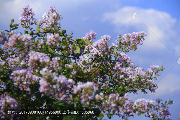 藍(lán)天白云下的紫薇花