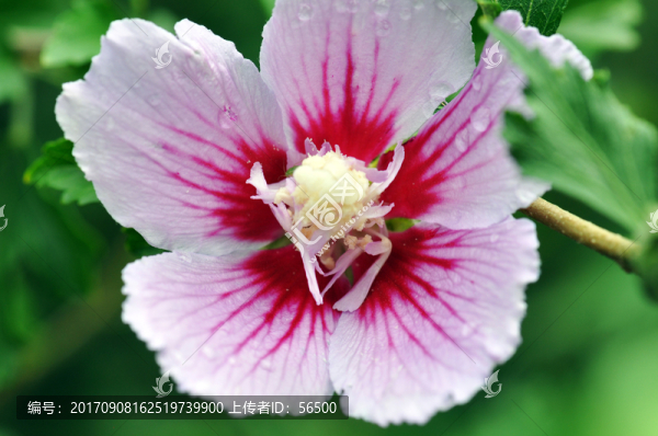 木槿花