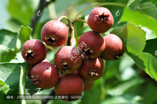 山楂果