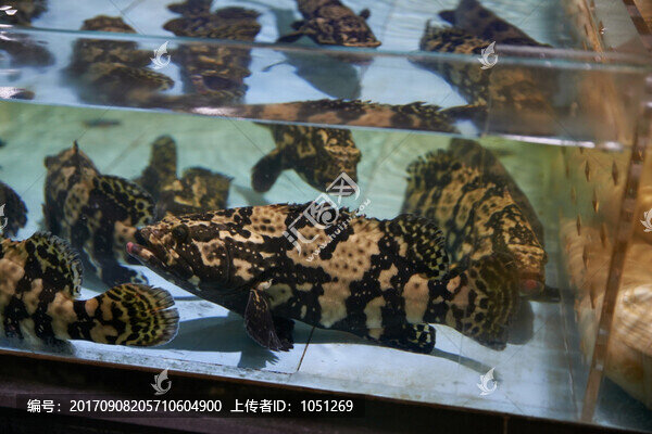 老虎斑