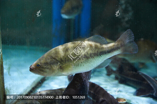 鱸魚