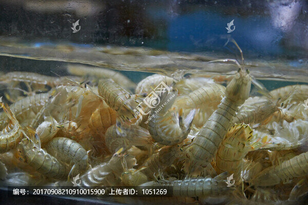 皮皮蝦