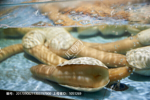 象拔蚌