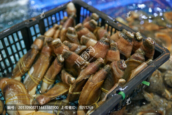 玉米蚌