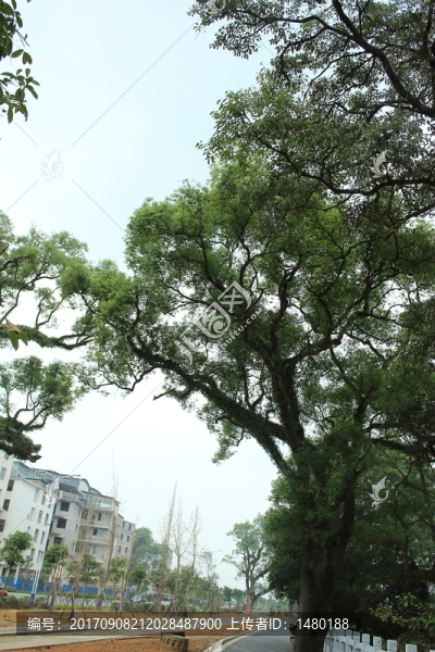 老樹,水墨畫素材