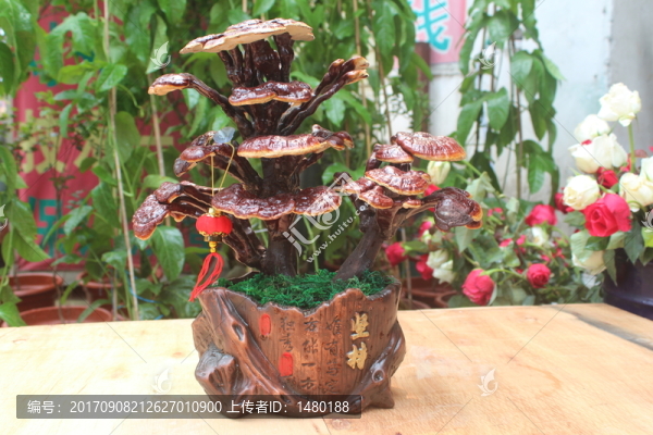 靈芝圖