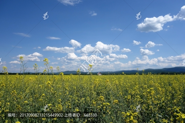 油菜花海