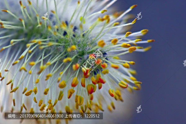藍色的花