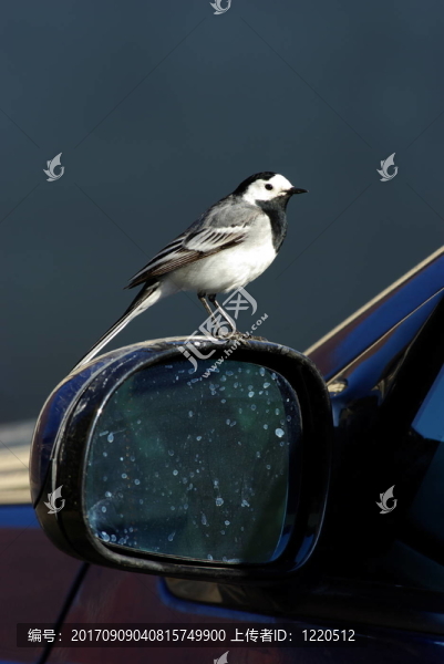 動物