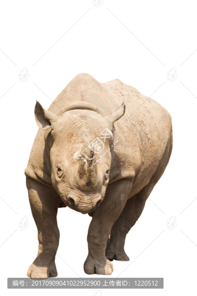 孤立的