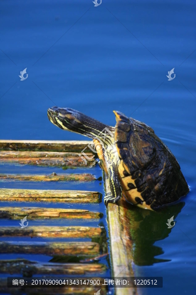 waterturtle