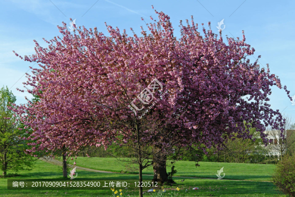 開花
