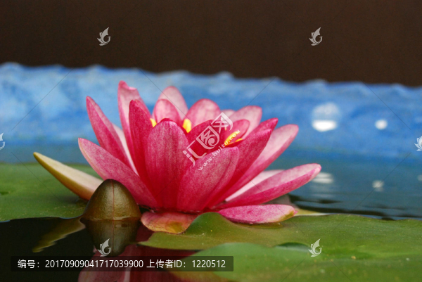 花卉