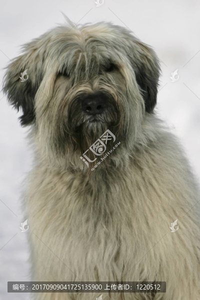 狗