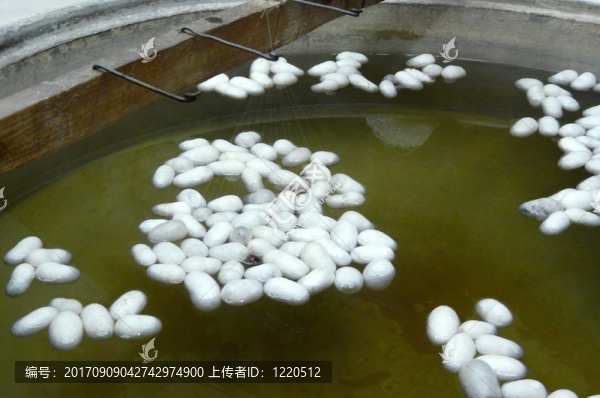 蠶絲的獲得