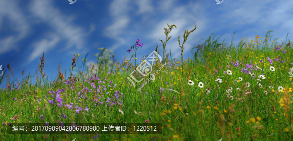 夏天的草地
