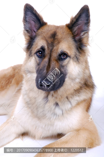 孤立的