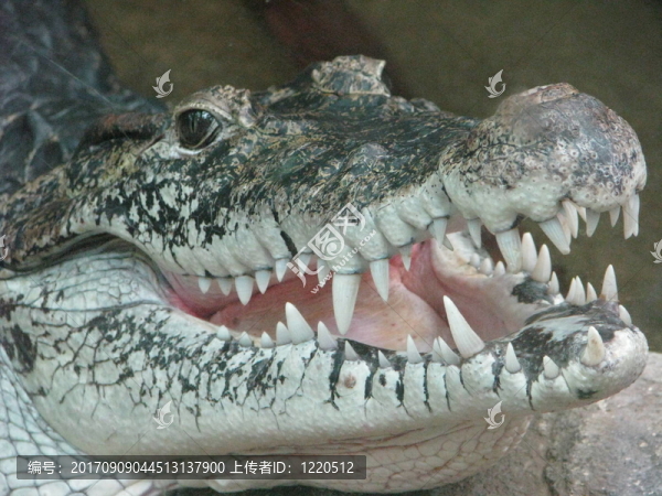 我的名字是kroko