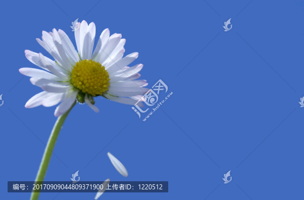 她愛我，…
