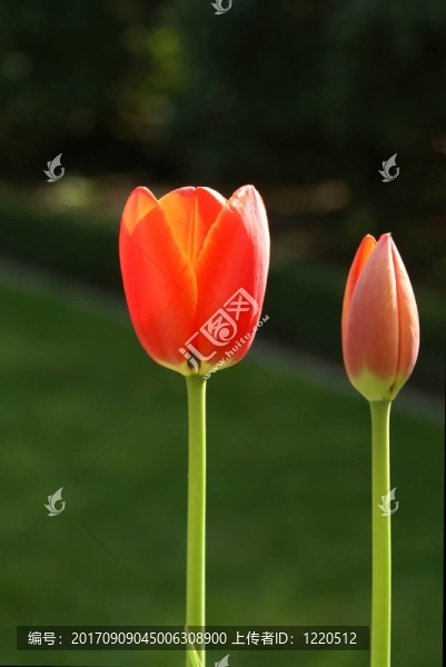 帶芽的郁金香