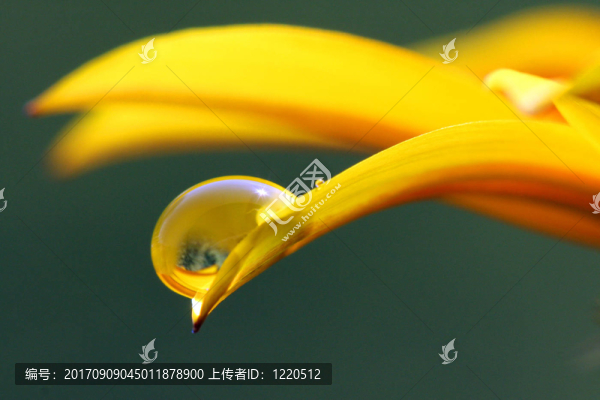 露水
