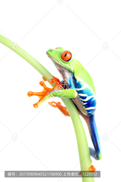 孤立的