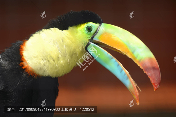 龍骨