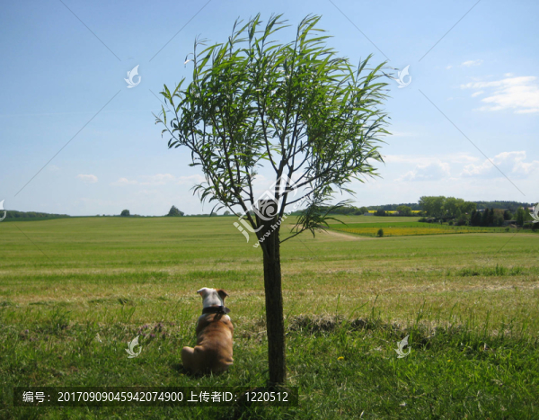英國斗牛犬舊型