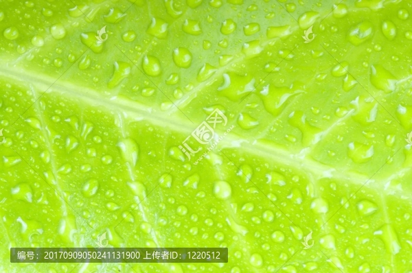 葉