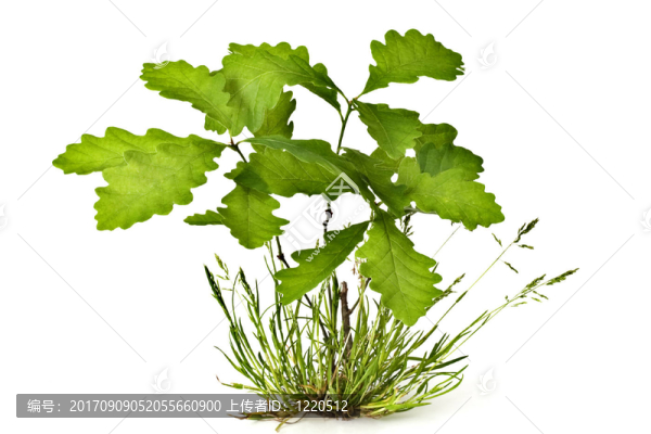 年輕的橡樹(shù)